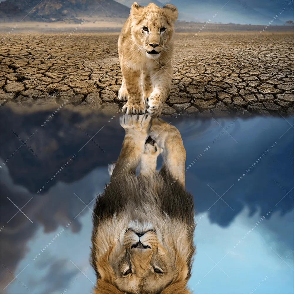 Leinwandbild 💛 Spiegelbild – Quadrat Löwenjunges 💛 & Löwe
